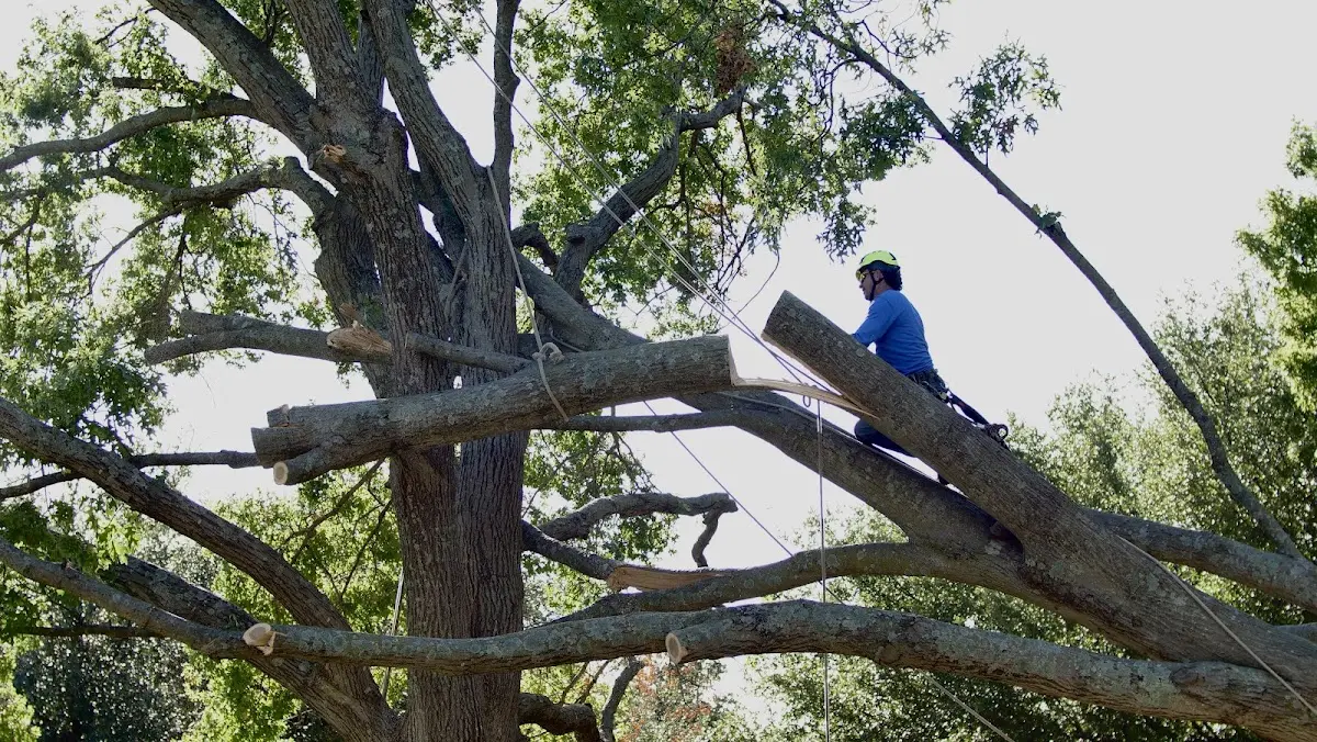 Professional Hazardous Tree Removal performed by certified arborists in Buckner
